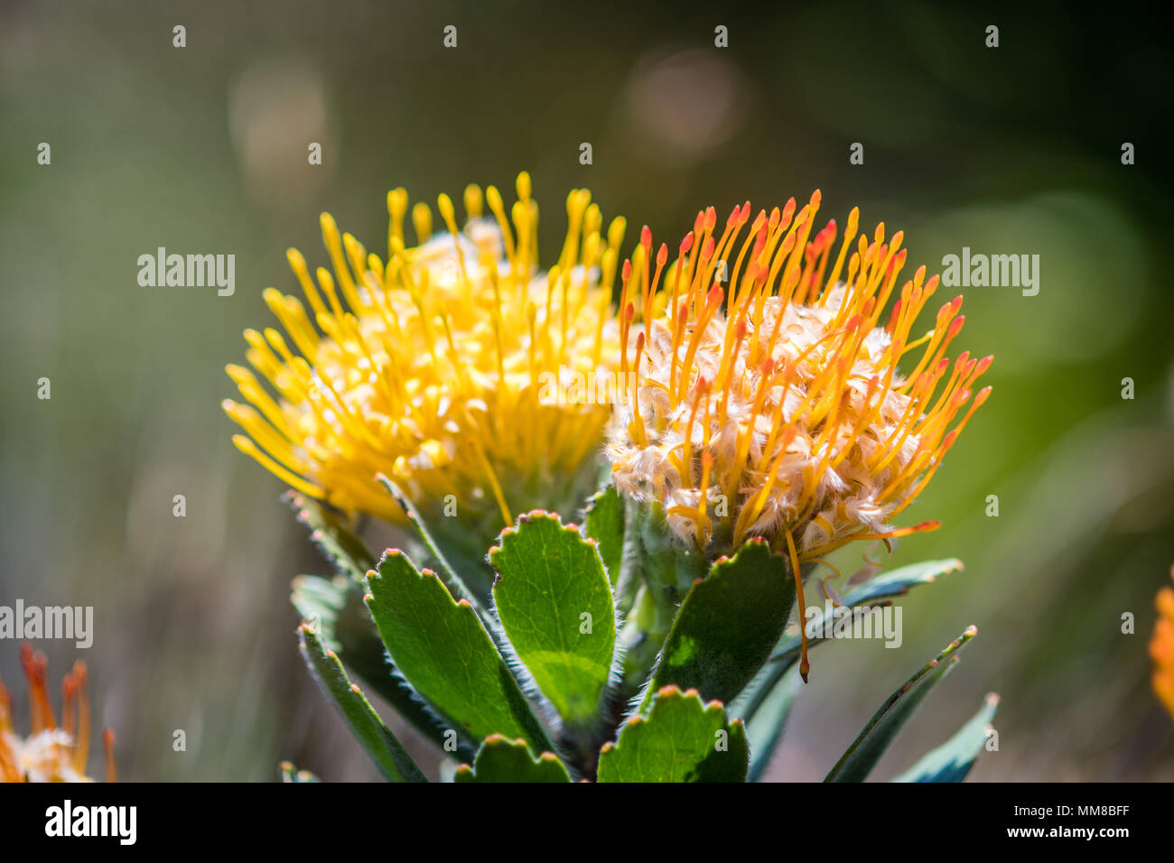 A close-up of pincushion protea at the Kirstenbosch Botanical Gardens in Cape Town, South Africa Stock Photo