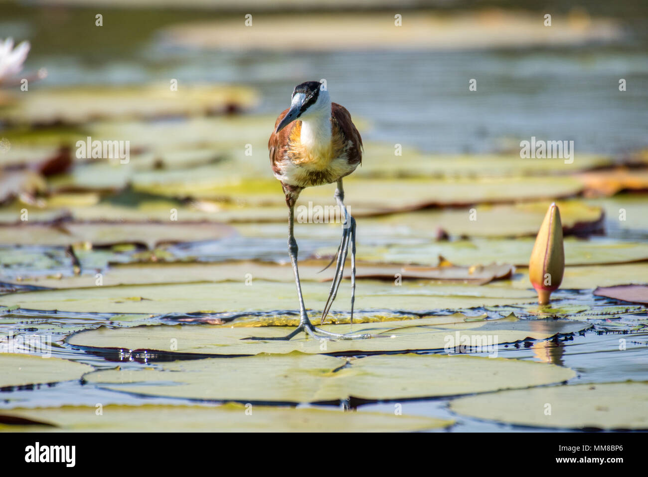 The African jacana, or "Jesus bird" glides across a group of lily pads