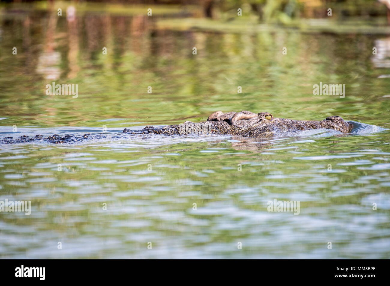 A Nile crocodile swims past, nearly fully camoflagued beneath the water of the Chobe River. Chobe National Park - Botswana Stock Photo