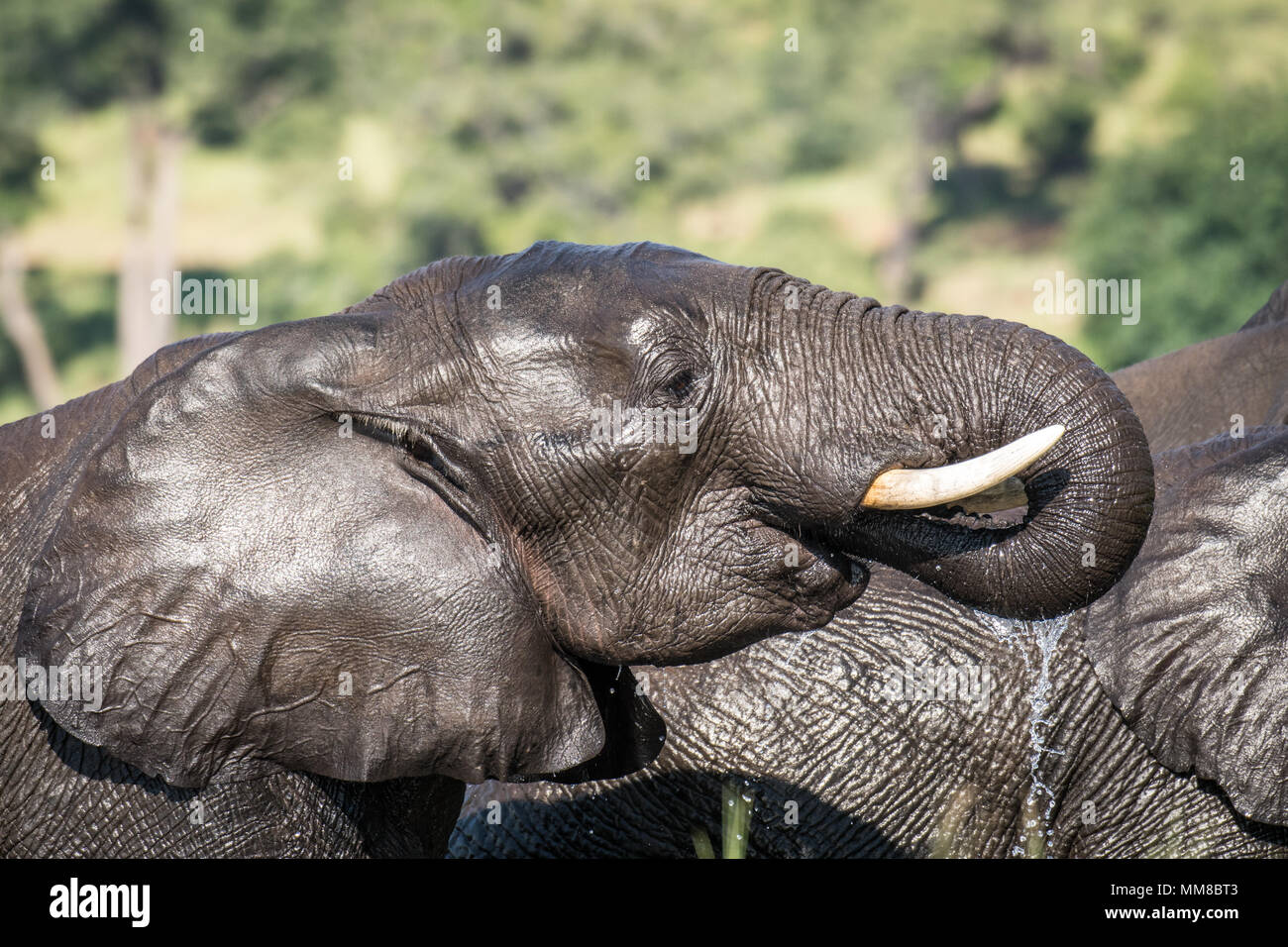 An elephant uses its powerful trunk to take a drink from the Chobe River. Chobe National Park - Botswana Stock Photo