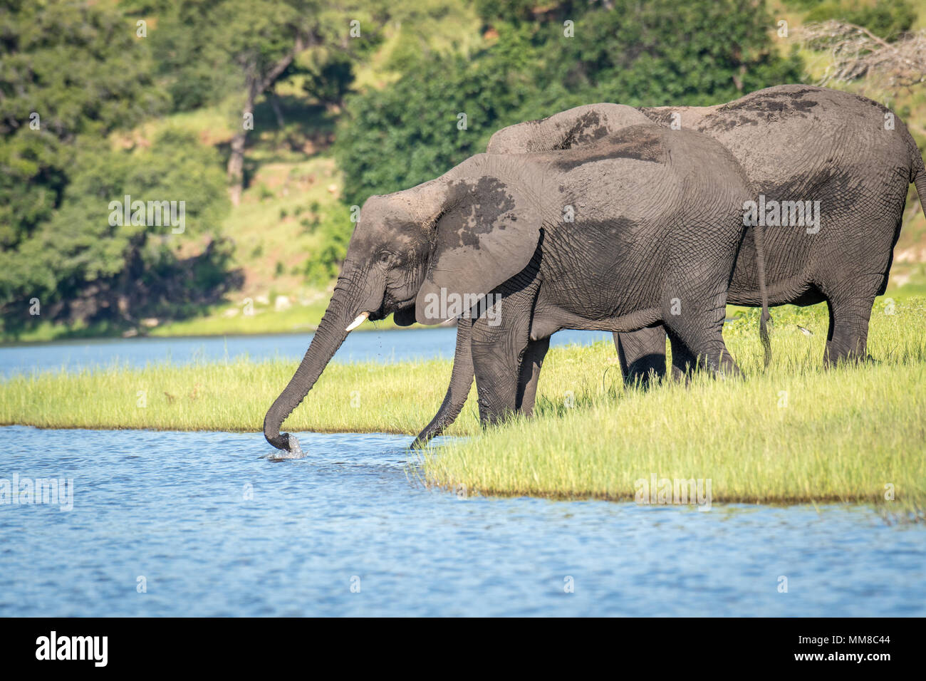 Two elephants use their long trunks to take a drink from the Chobe River. Chobe National Park - Botswana Stock Photo