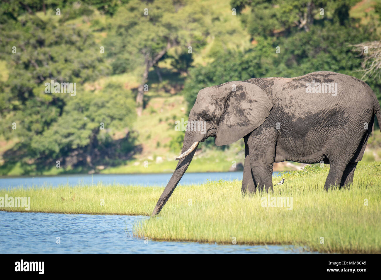An elephant uses its long, powerful trunk to take a drink from the Chobe River. Chobe National Park - Botswana Stock Photo