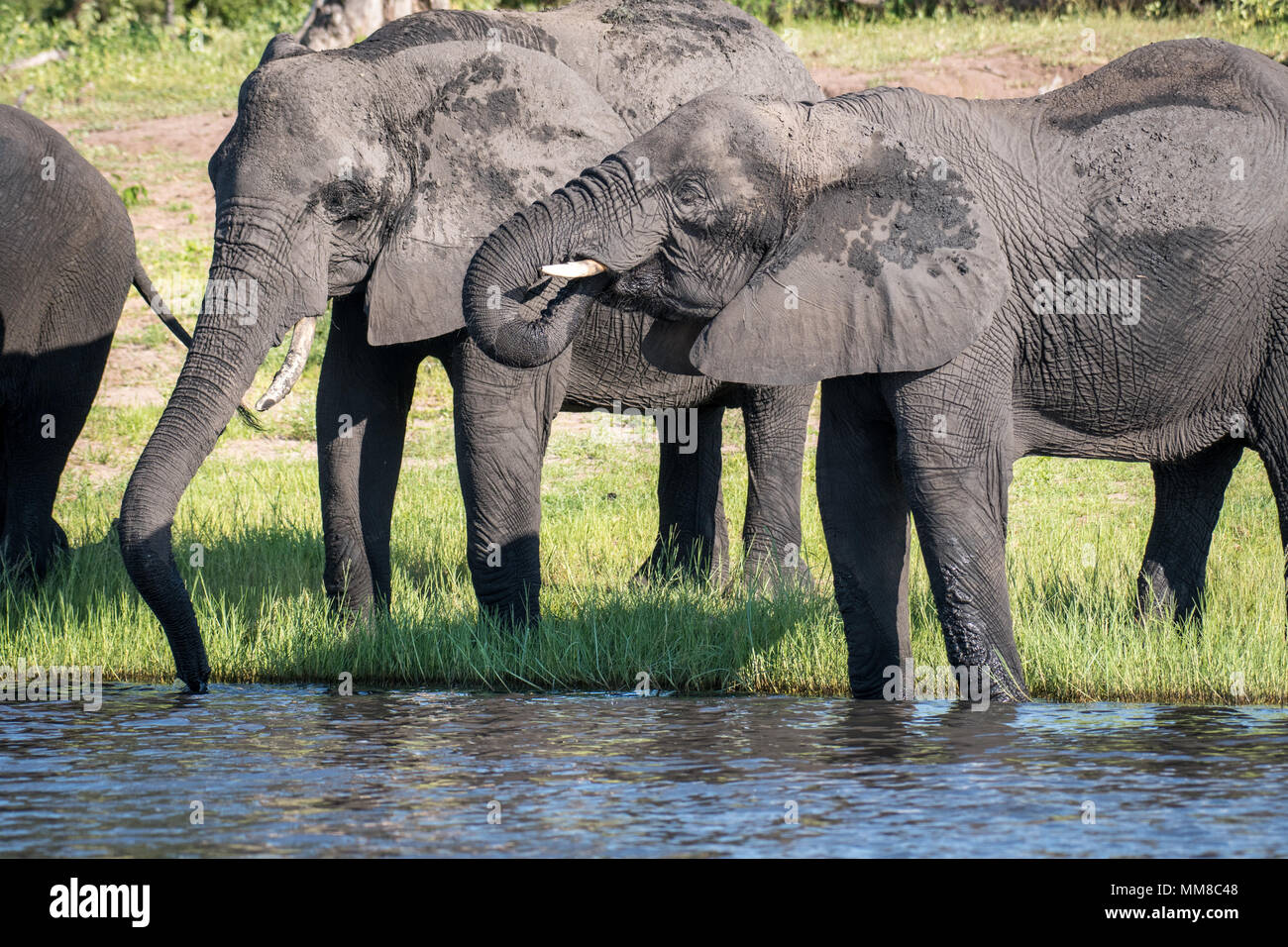 A group of elephants use their long trunks to take a drink from the Chobe River. Chobe National Park - Botswana Stock Photo