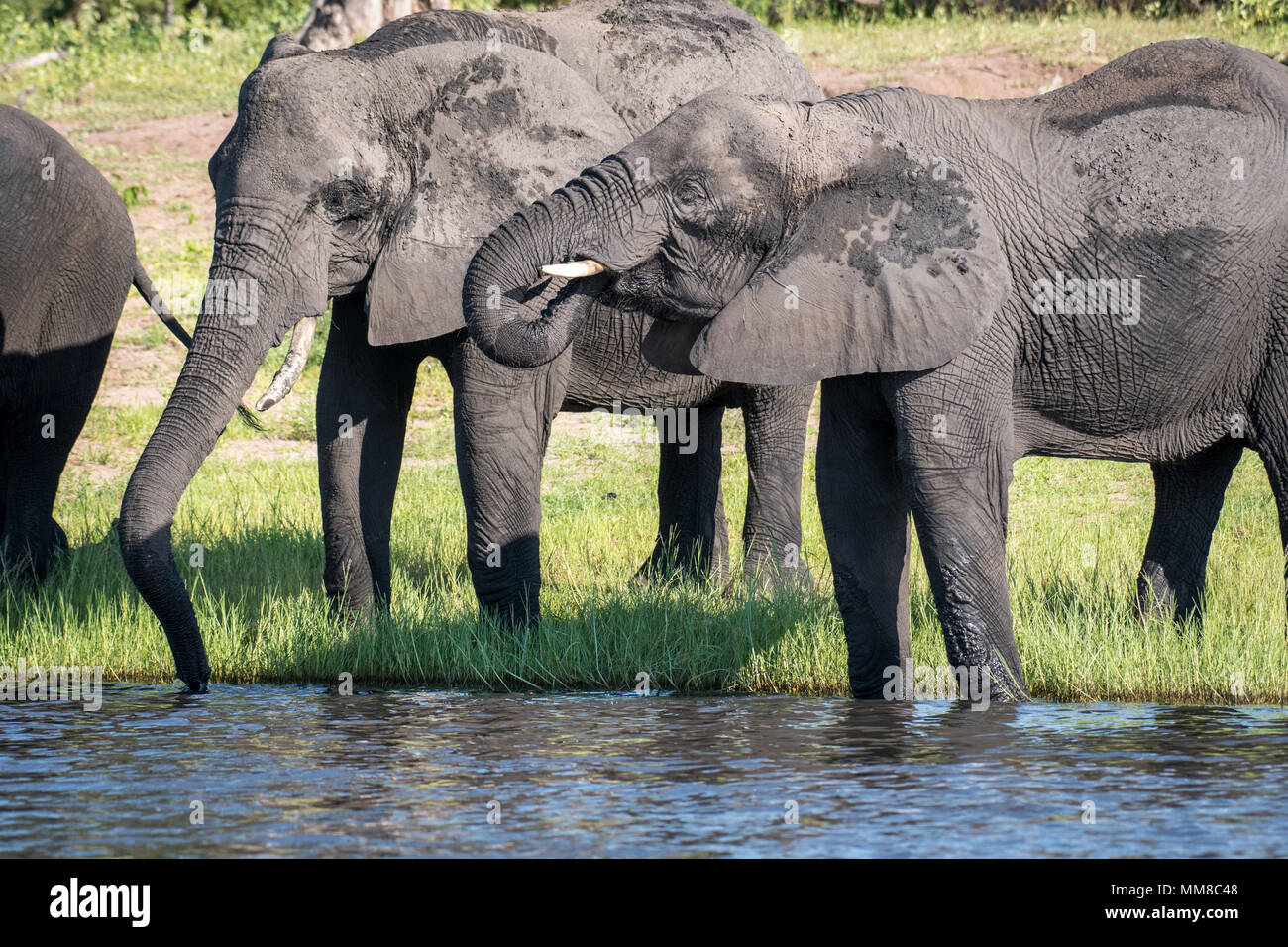 Long trunks hi-res stock photography and images - Alamy