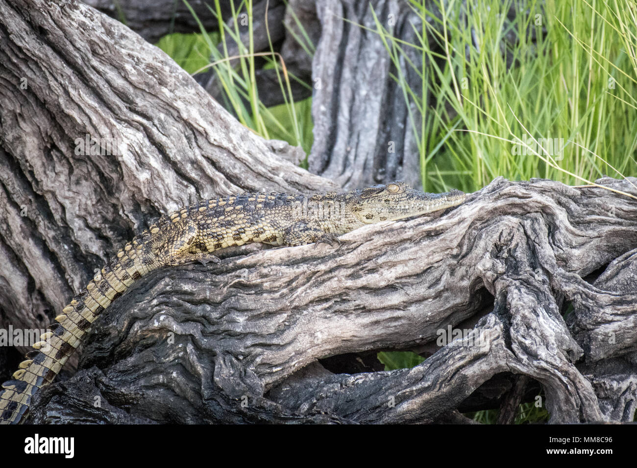 A Nile crocodile basks in the sun and stretches itself out along a tree limb. Chobe National Park - Botswana Stock Photo