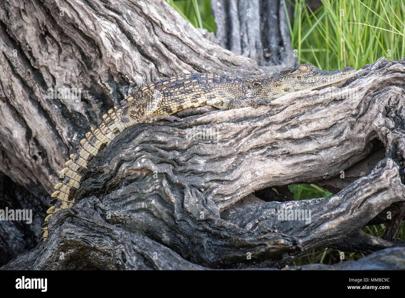A Nile crocodile basks in the sun and stretches itself out along a tree limb. Chobe National Park - Botswana Stock Photo