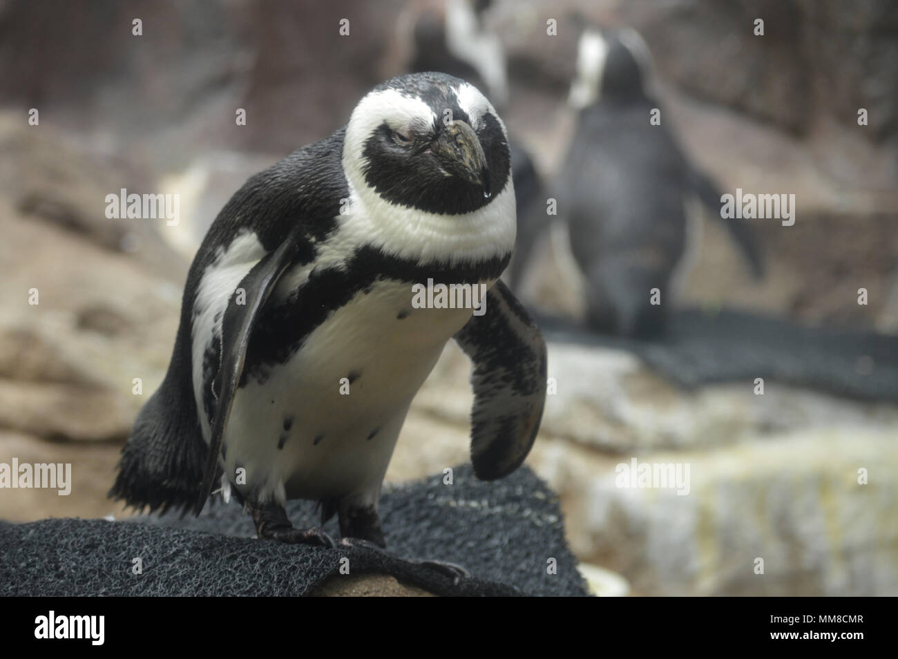 Pengiuns hi-res stock photography and images - Alamy