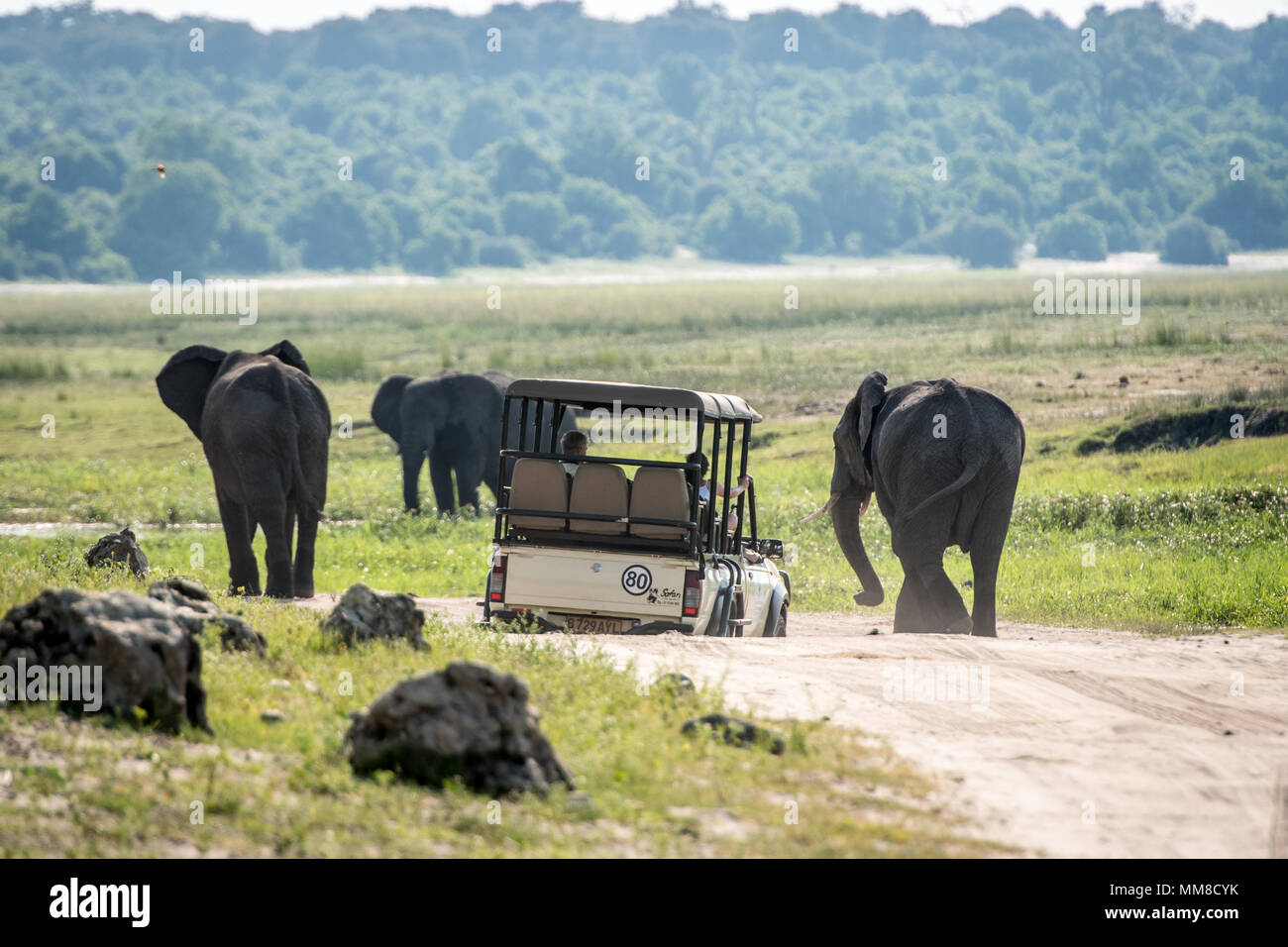 Game viewer vehicle navigates uneven terrain while driving next to a small group of African bush elephants (Loxodonta africana), Chobe National Park - Stock Photo