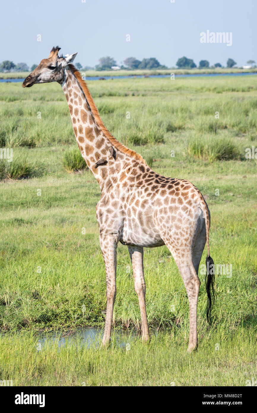 Full length view of giraffe (Giraffa) standing tall in wetlands, Chobe National Park - Botswana Stock Photo