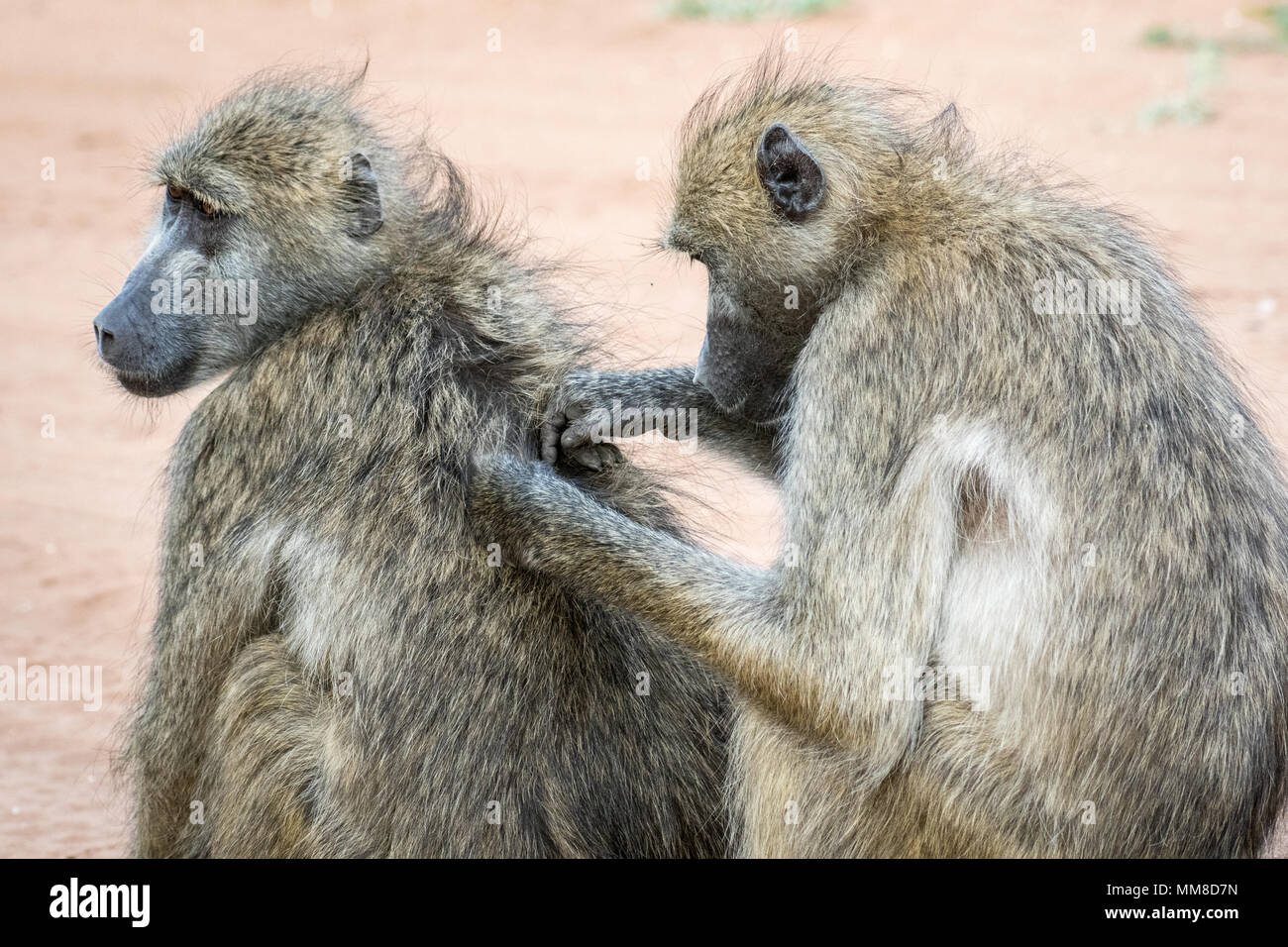 A Chacma baboon (Papio ursinus) helps its grooms its companion, using its hands to remove bugs. Chobe National Park - Botswana Stock Photo