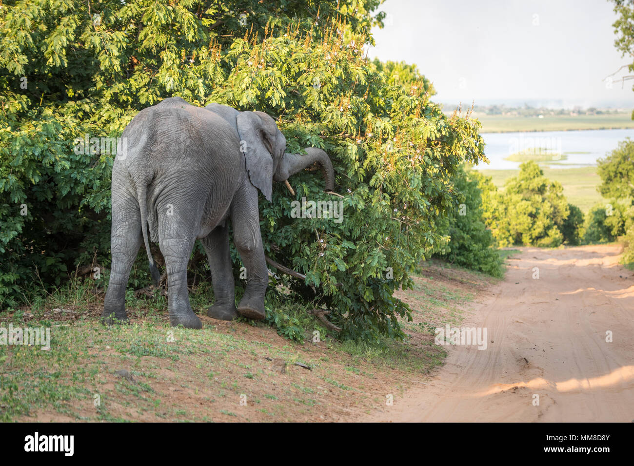 An African bush elephant (Loxodonta africana) forages for something to eat. Chobe National Park - Botswana Stock Photo