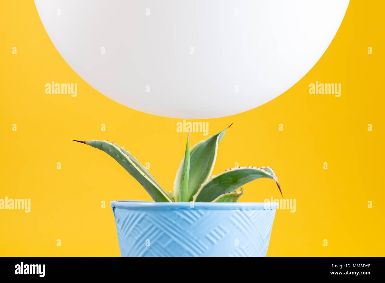 White balloon balancing precariously above a sharp point cactus with a bright yellow background Stock Photo