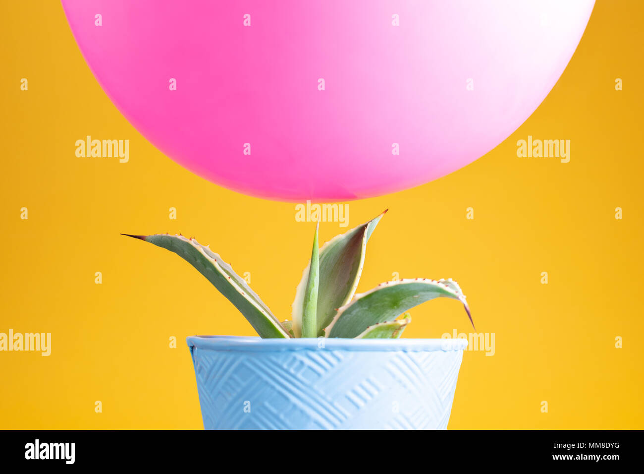 Pink balloon balancing precariously above a sharp point cactus with a bright yellow background Stock Photo