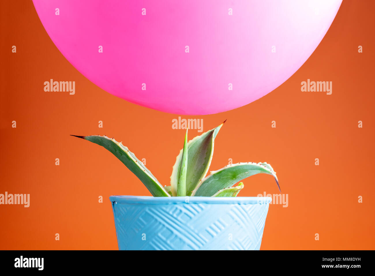 Pink balloon balancing precariously above a sharp point cactus with a bright orange background Stock Photo