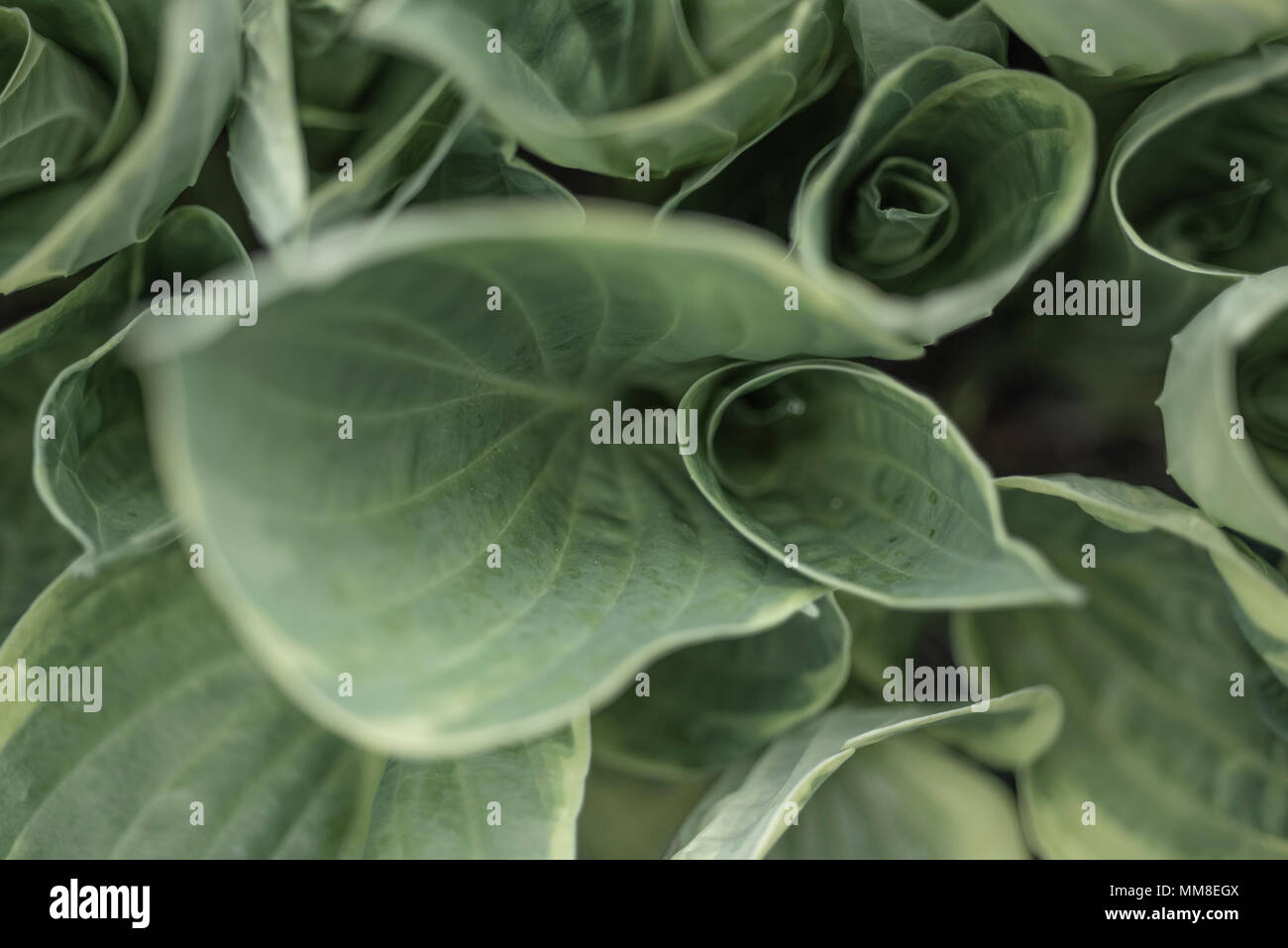 Lush Green leaves of a Hosta Plant. PHILLIP ROBERTS Stock Photo