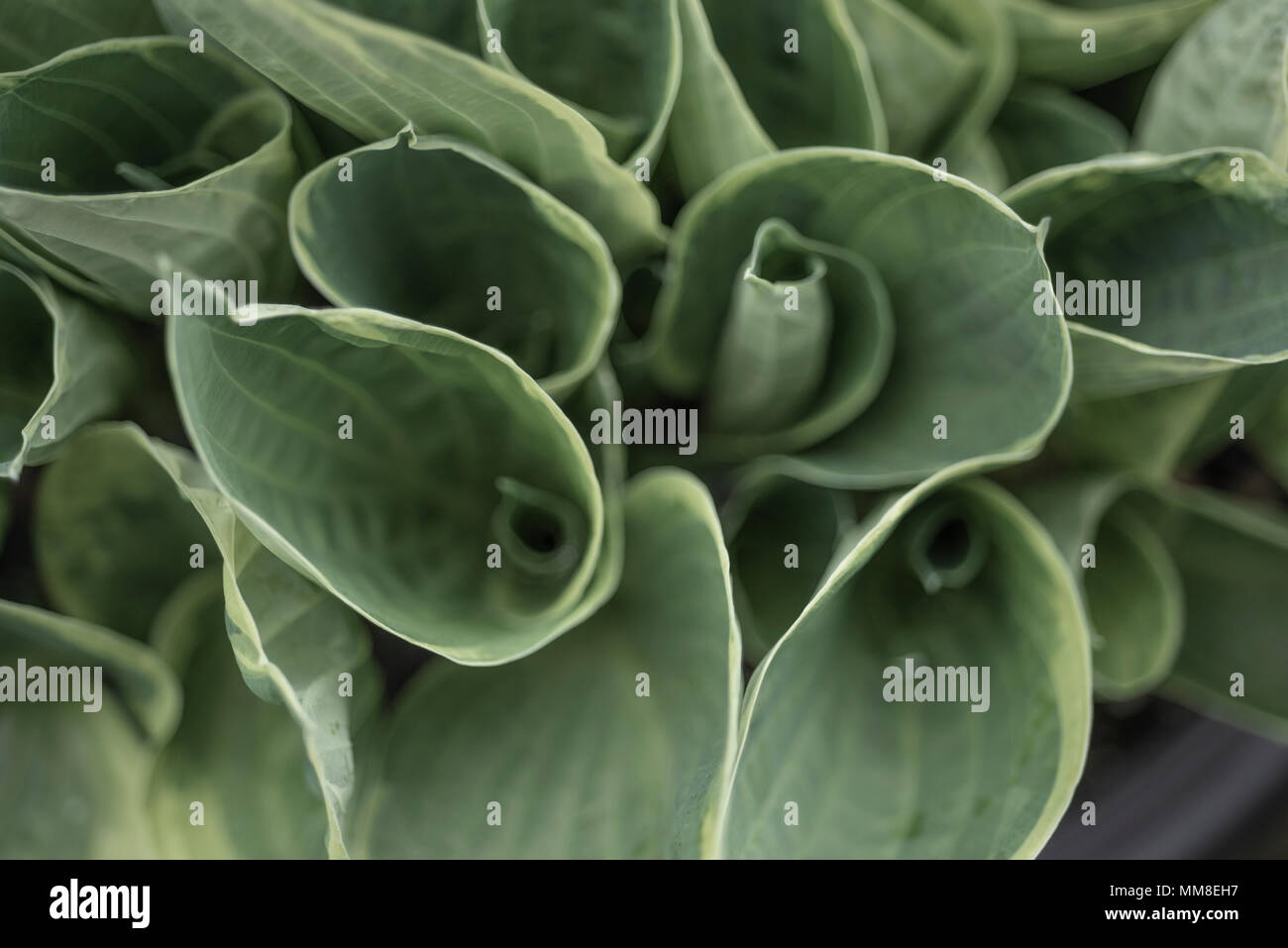 Lush Green leaves of a Hosta Plant. PHILLIP ROBERTS Stock Photo