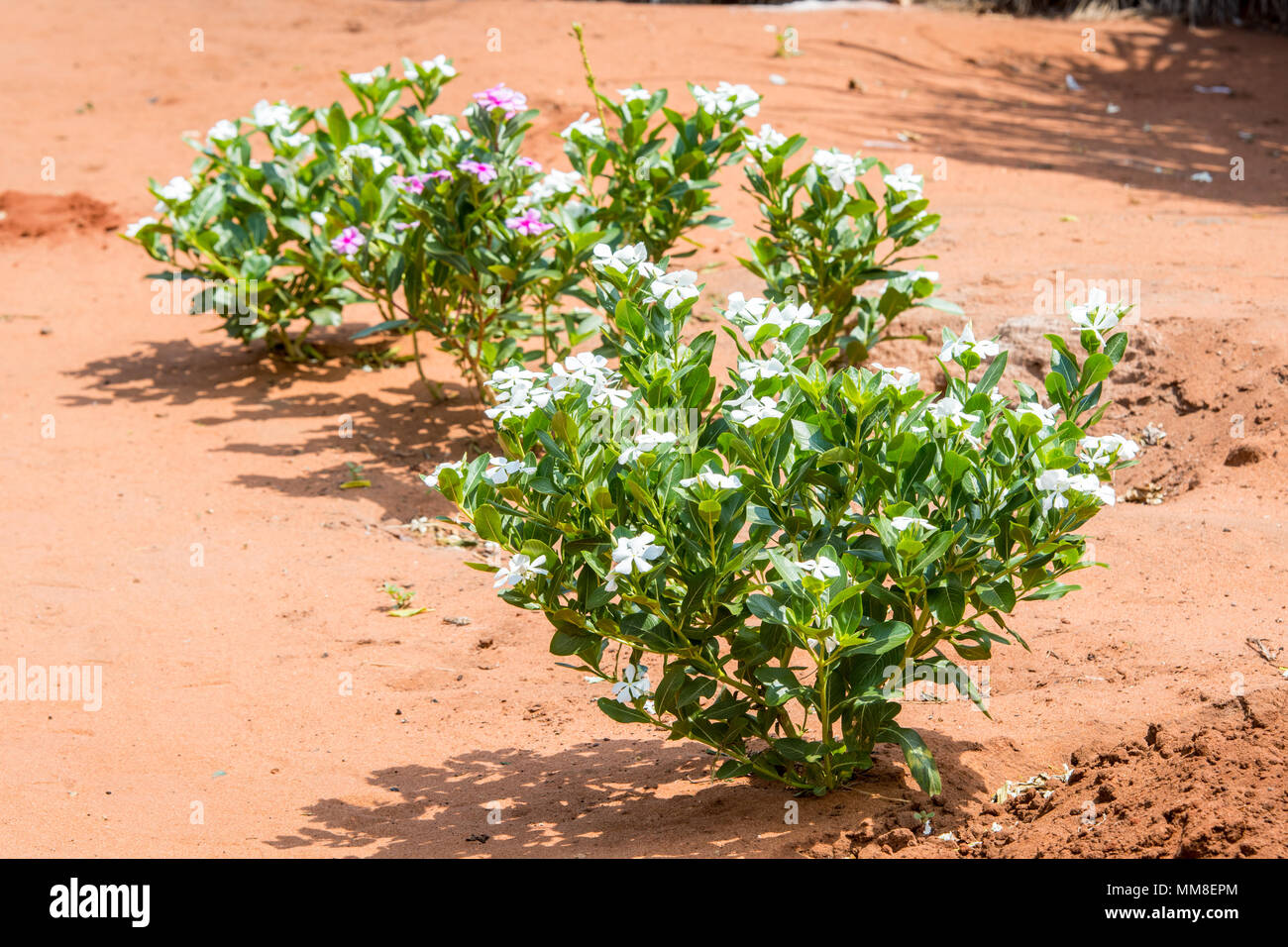 Small bush with blooming white flowers, Mukuni Village, Zambia Stock Photo