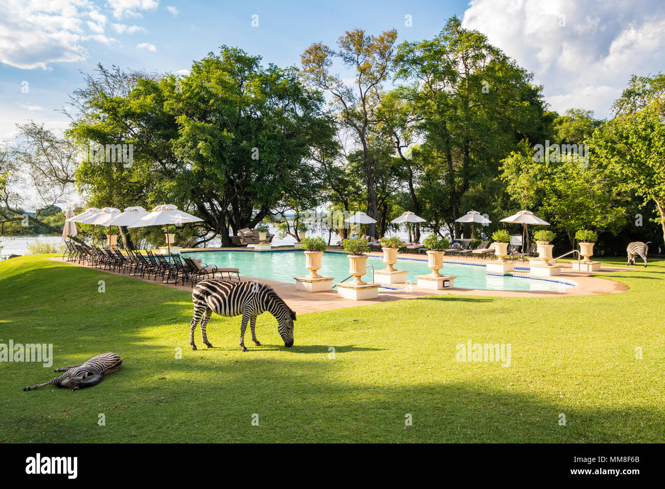 Wild zebras graze on the grasses by the pool of the Royal Livingstone Hotel in Livingstone, Zambia Stock Photo