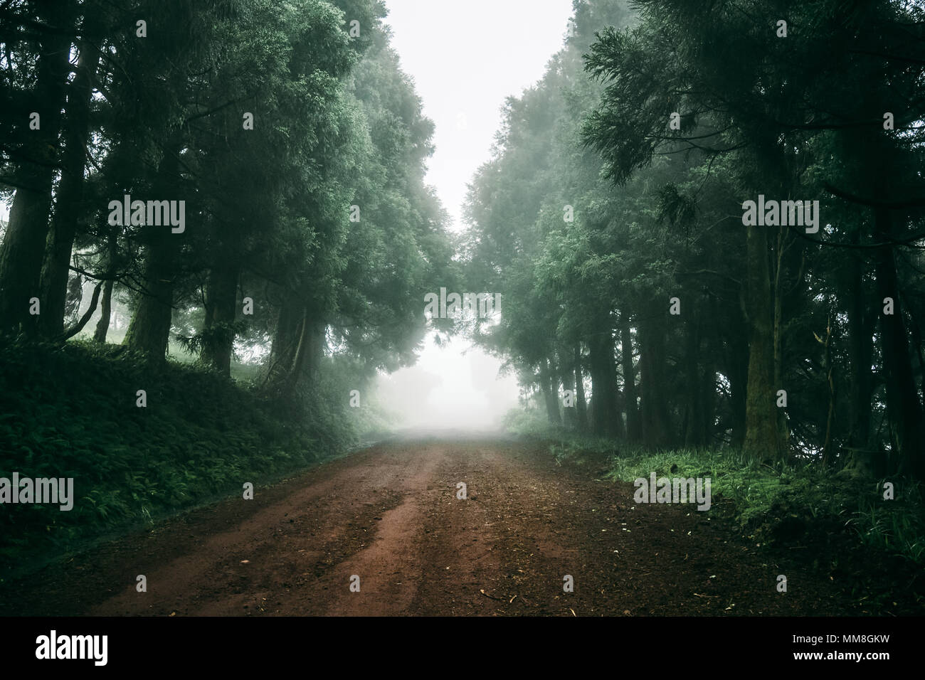 Mystic foggy forest road hi-res stock photography and images - Alamy