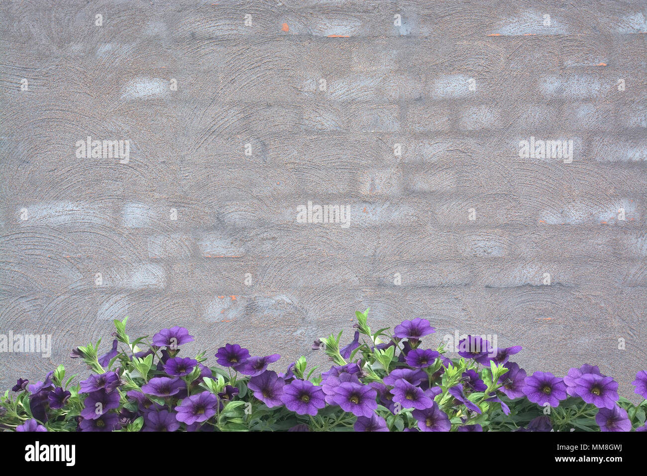 Purple petunias on grey washed brick wall background texture for copy Stock Photo