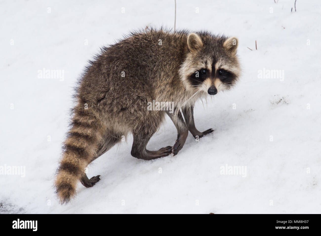 A North American Raccoon wandering in the Adirondack Mountains in winter, with a snow background. Stock Photo