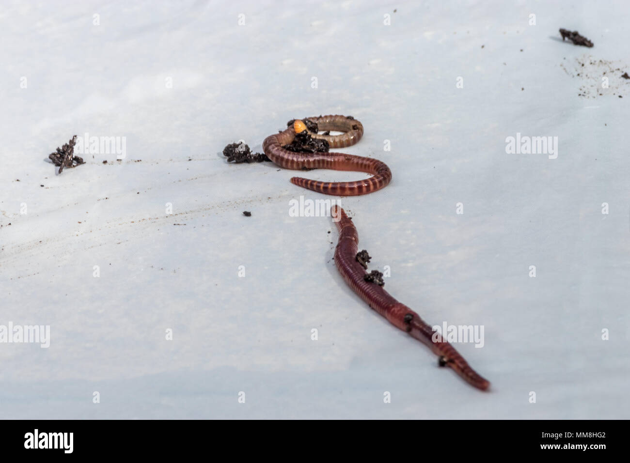 Earthworms on a white background Stock Photo