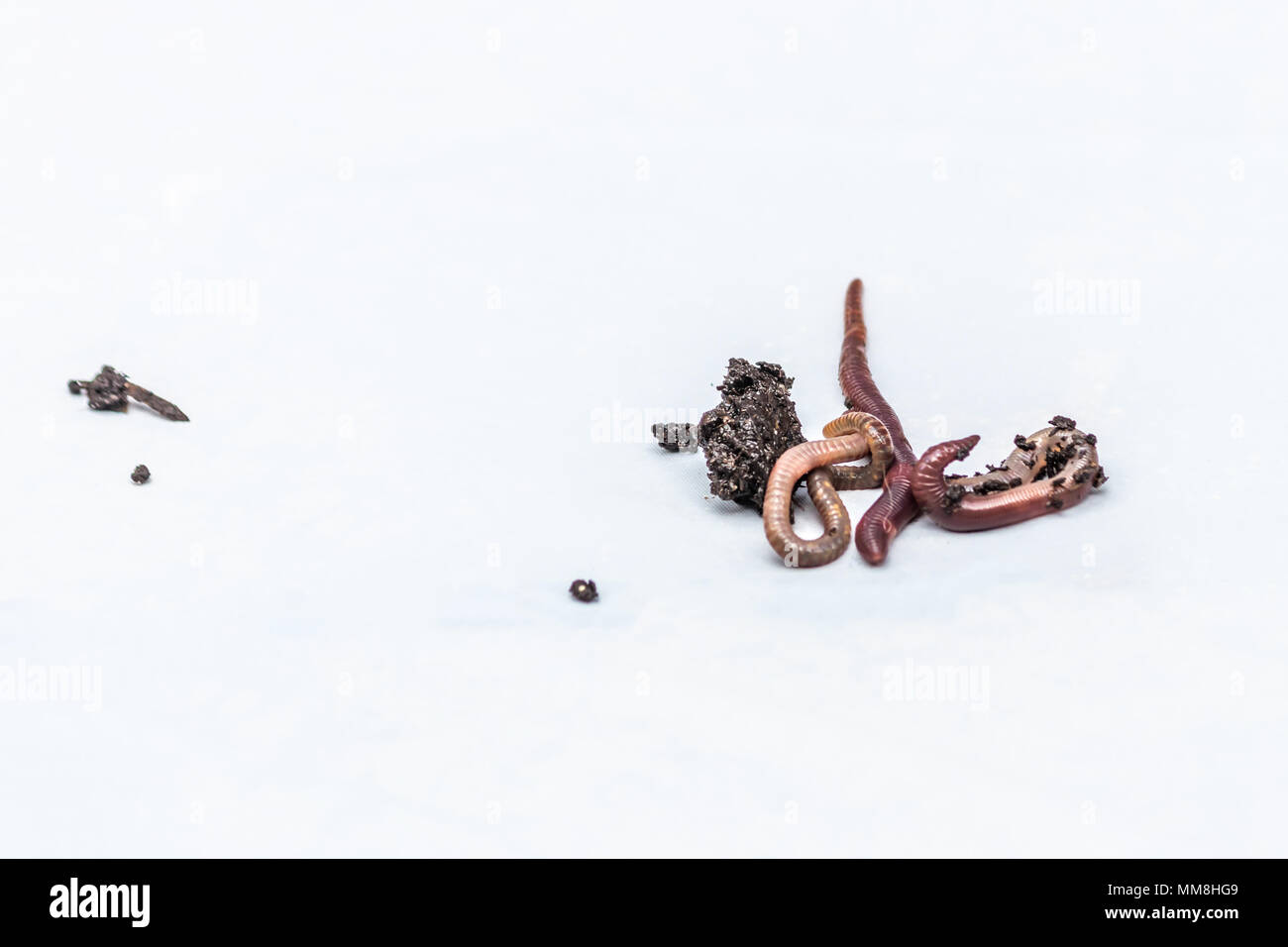 Earthworms on a white background Stock Photo
