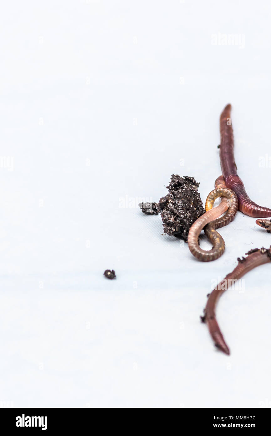 Earthworms on a white background Stock Photo