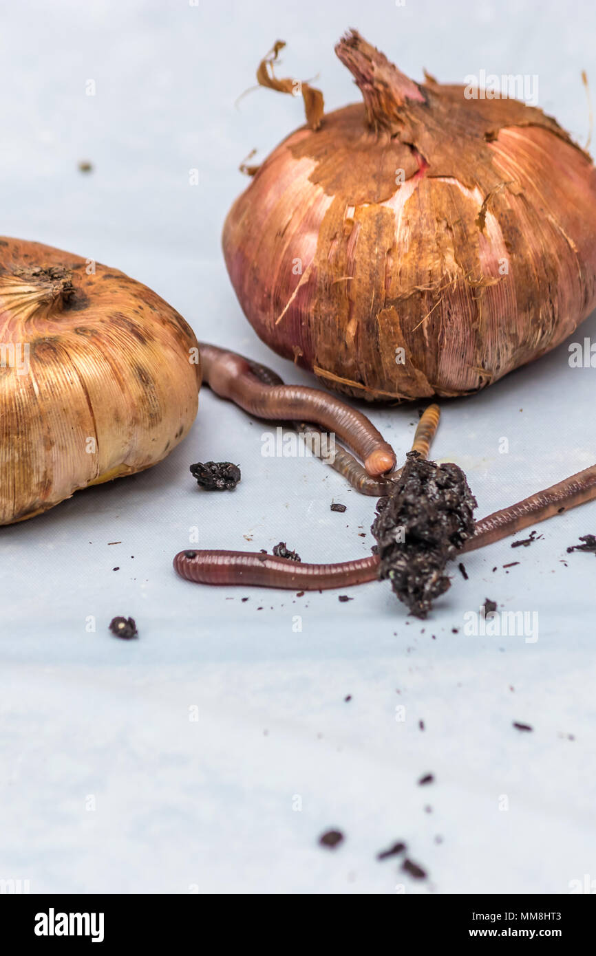 onions and worms on white Stock Photo Alamy