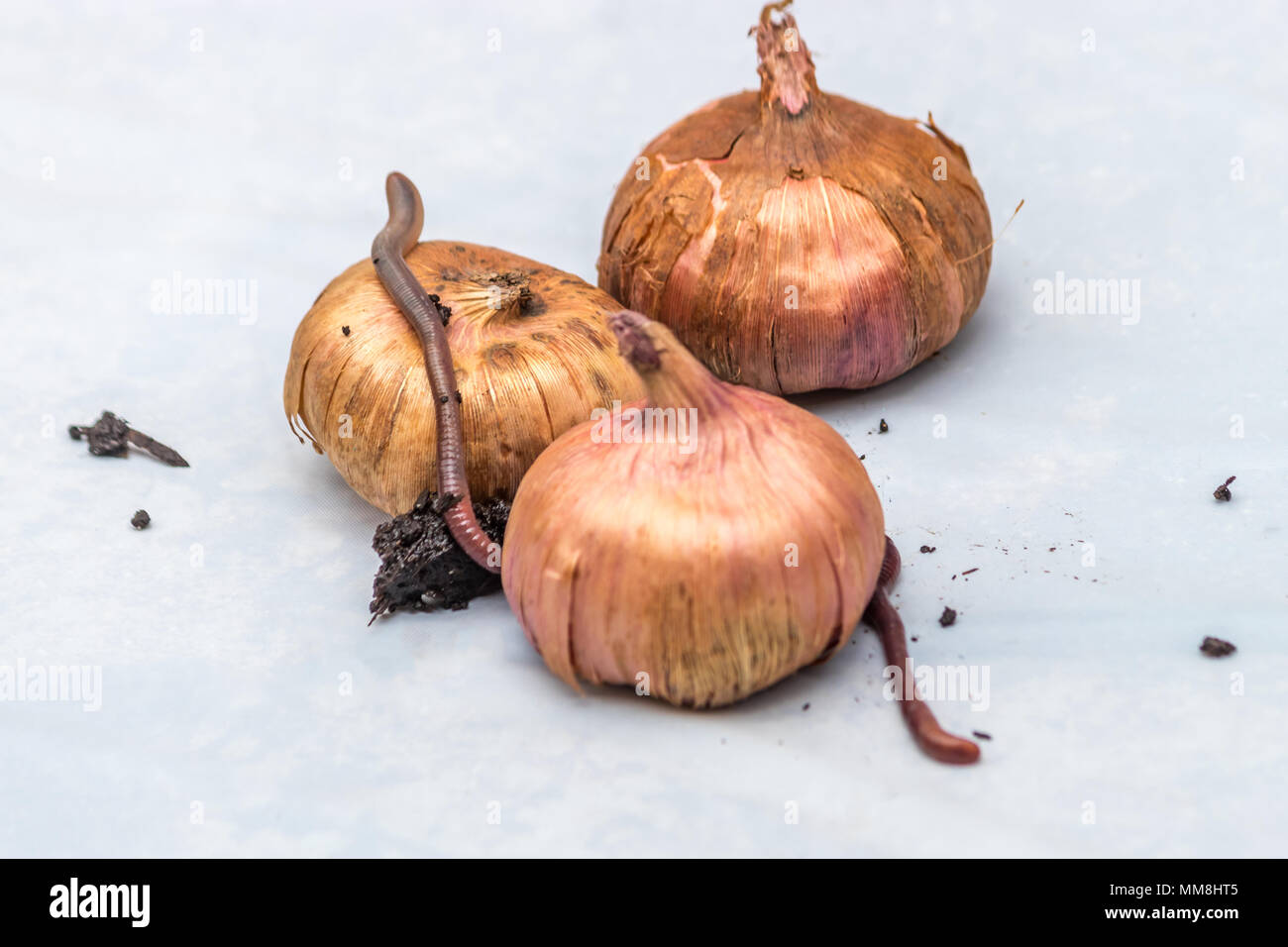 onions and worms on white Stock Photo Alamy