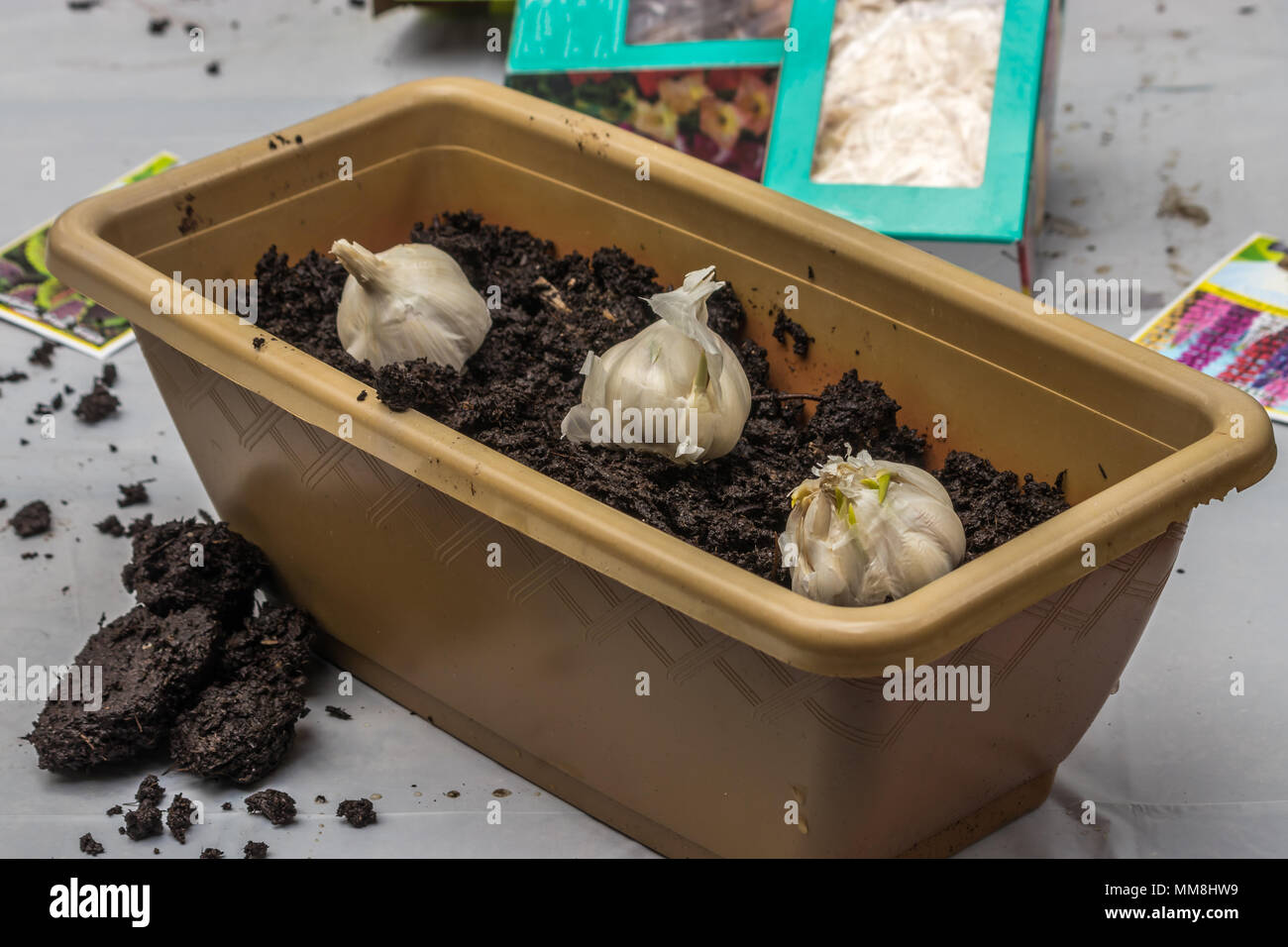 spring earth in planter with garlic Stock Photo