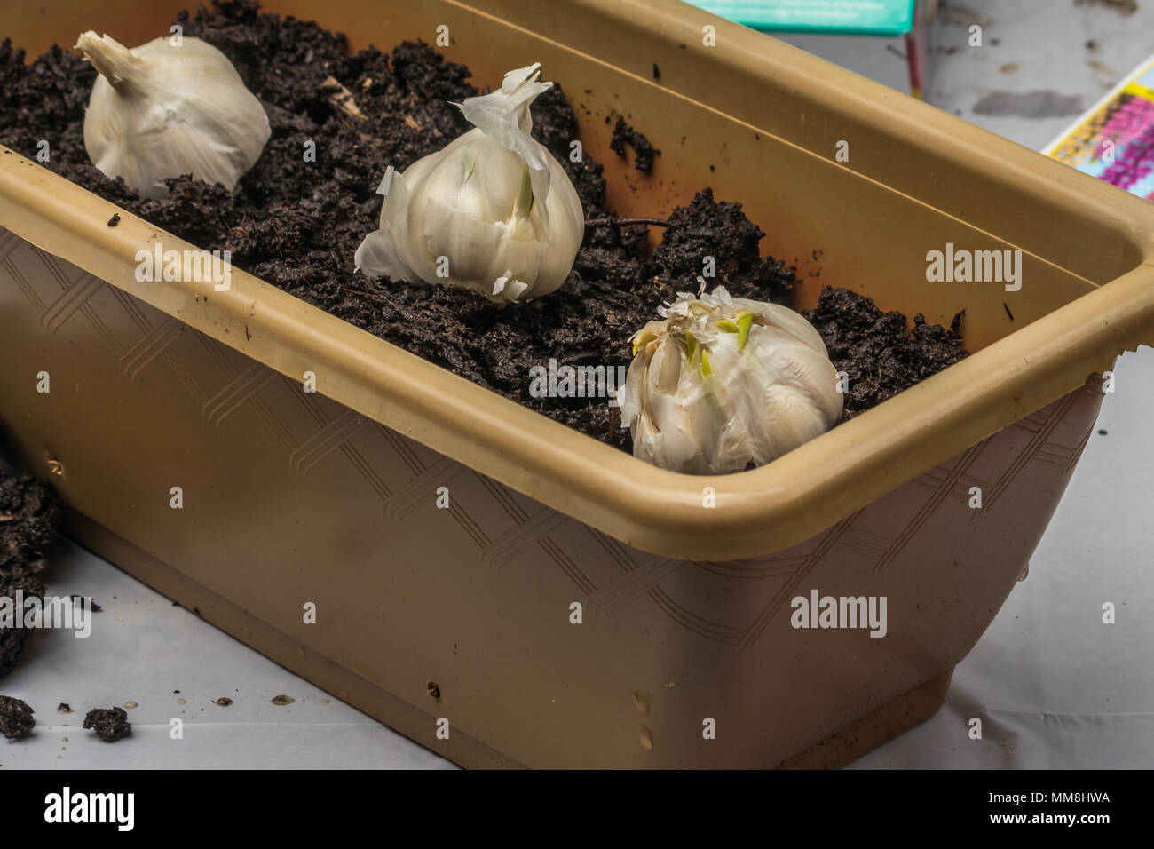 spring earth in planter with garlic Stock Photo