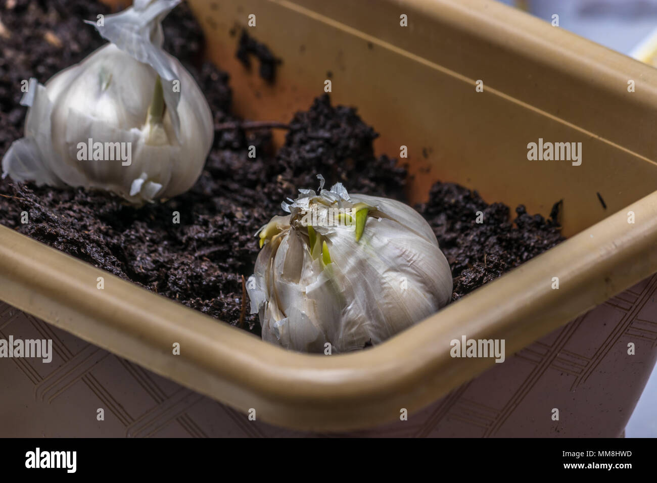 spring earth in planter with garlic Stock Photo