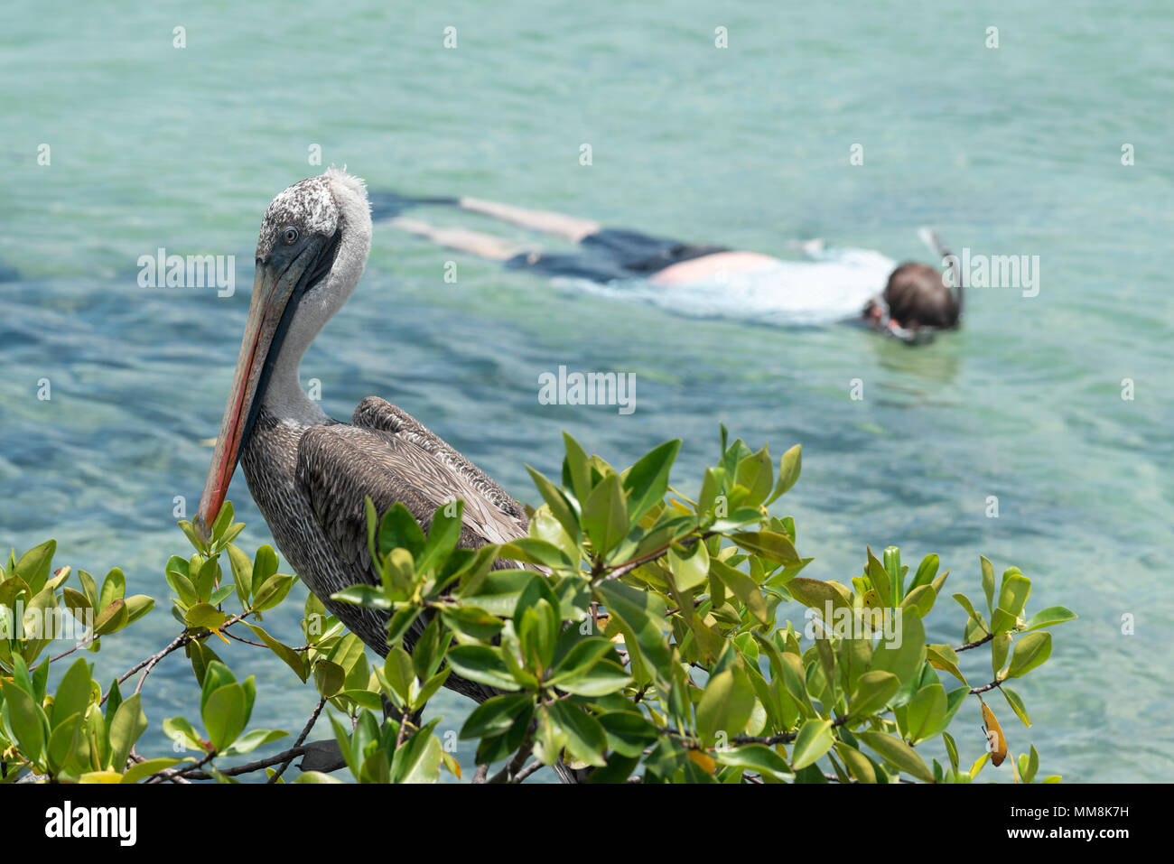 Galapagos islands coastal fauna hi-res stock photography and images - Alamy