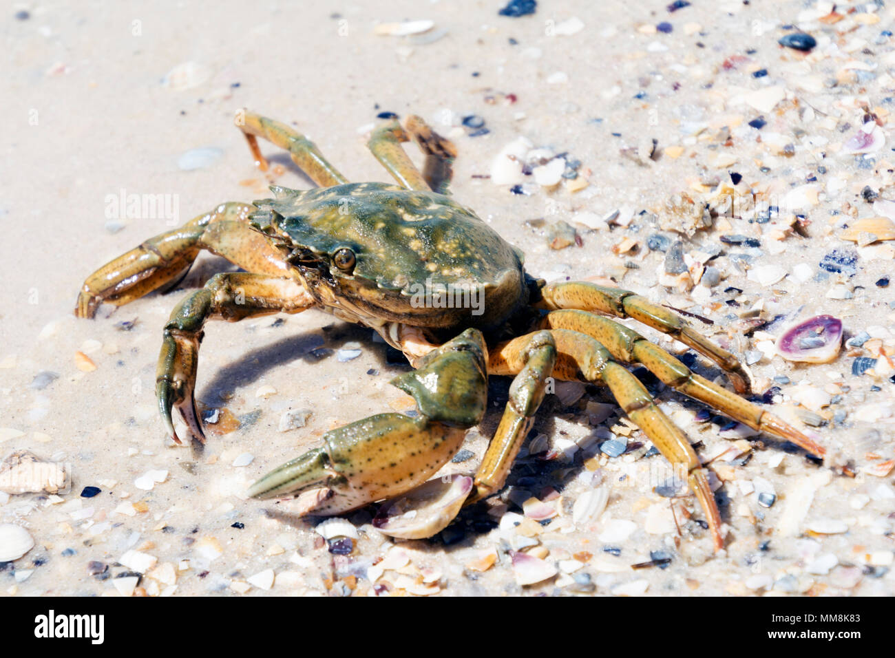 Beautiful crab crawl on the coast of Black Sea Stock Photo Alamy