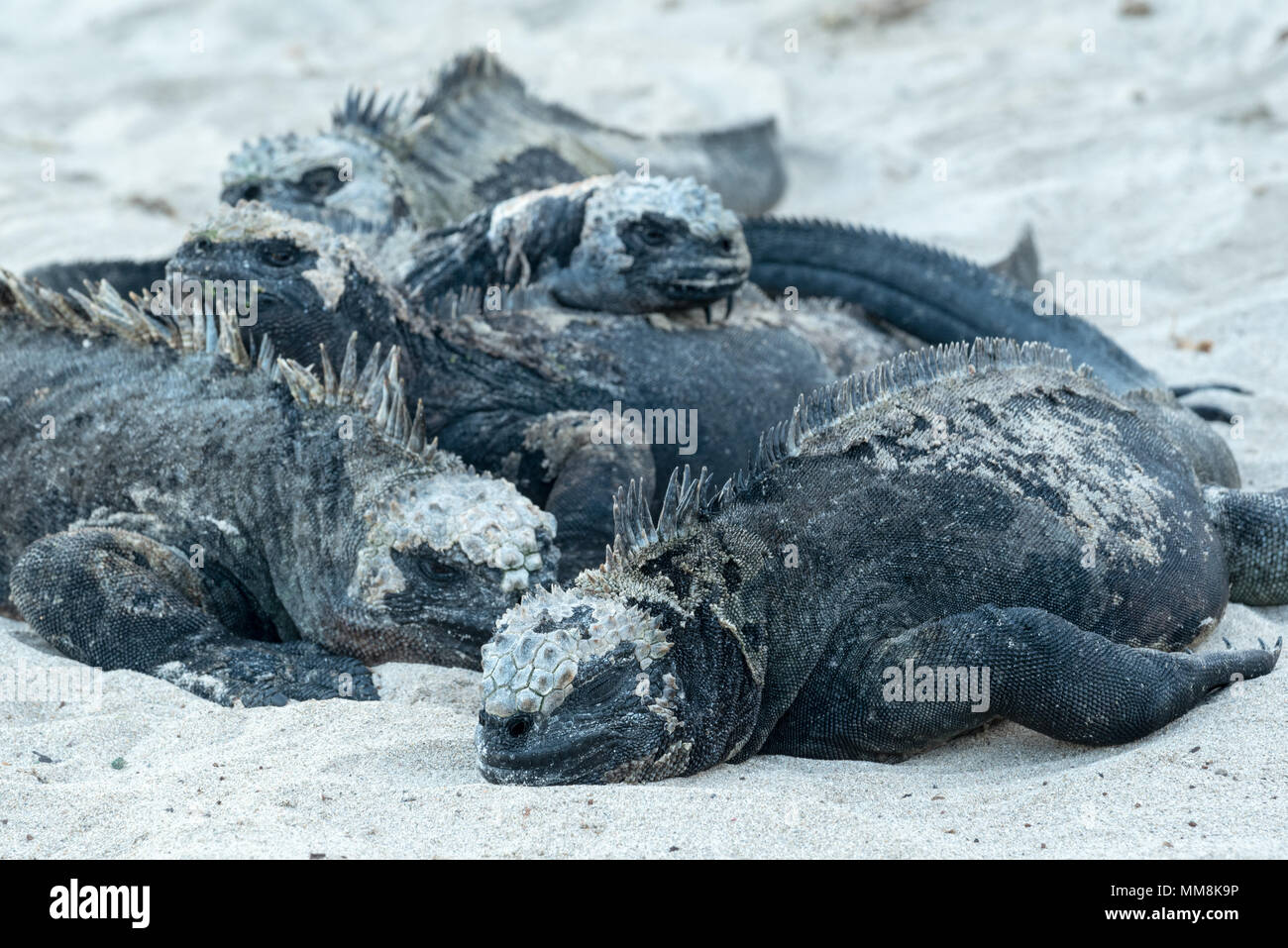 Marine iguanas on a beach in the Galapagos Islands, Ecuador. Stock Photo