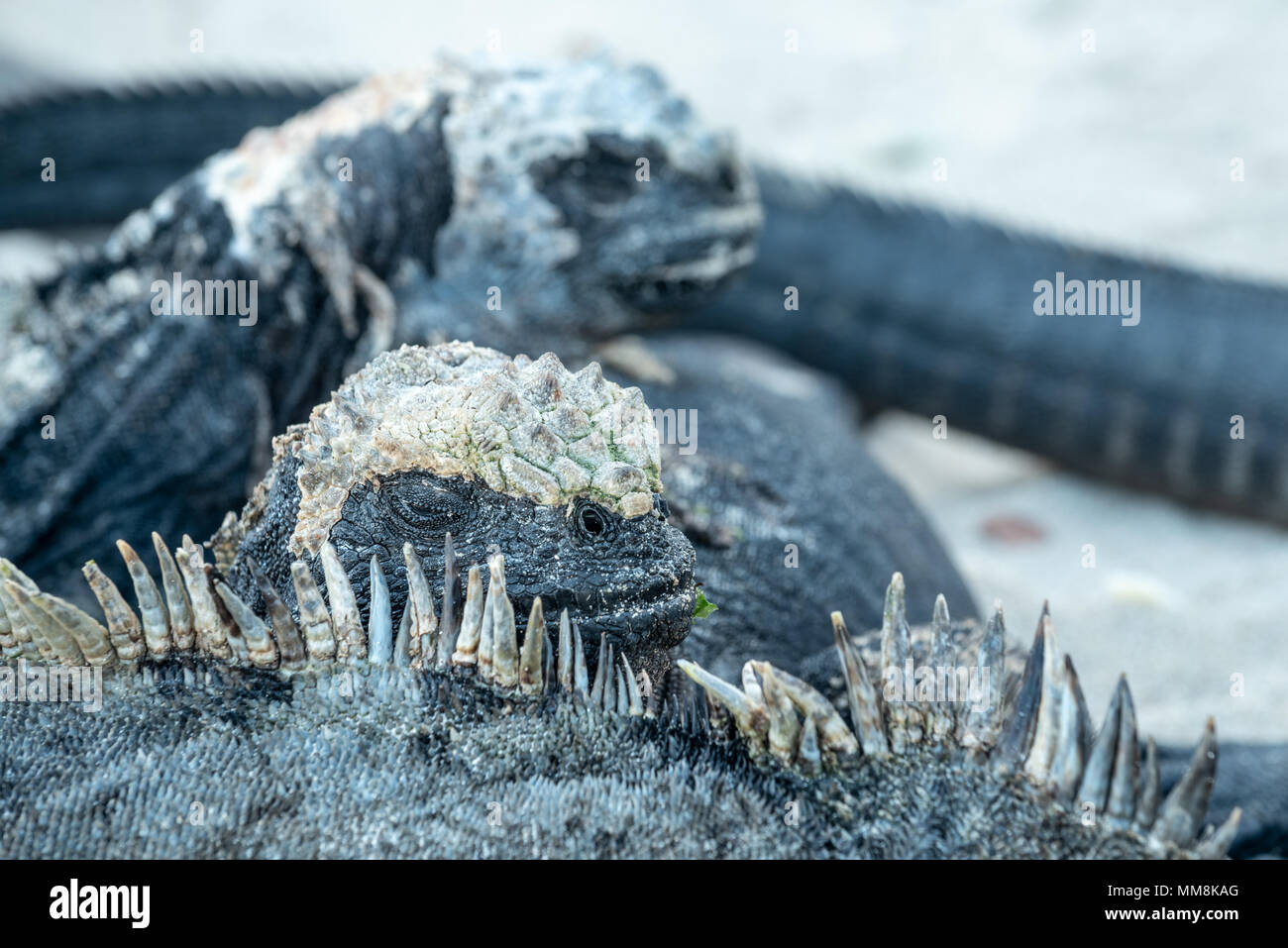 Marine iguanas on a beach in the Galapagos Islands, Ecuador. Stock Photo