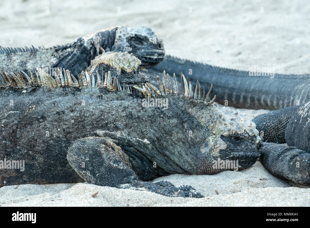 Marine iguanas on a beach in the Galapagos Islands, Ecuador. Stock Photo