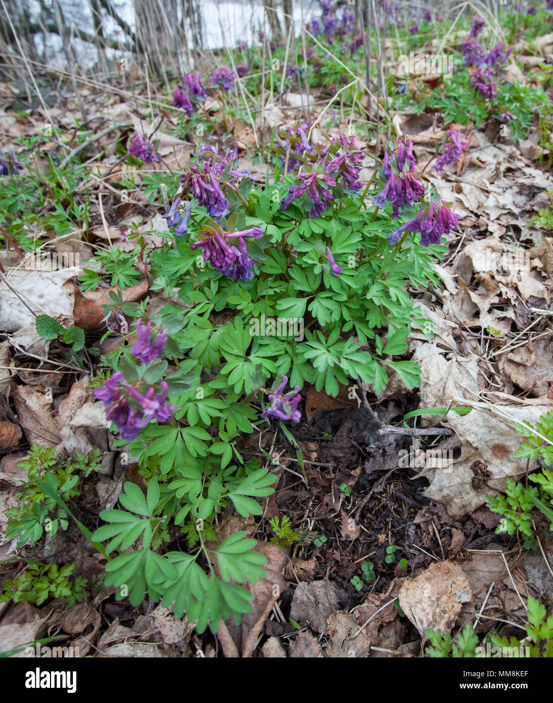 Fumewort growth in spring (Corydalis solida) Stock Photo