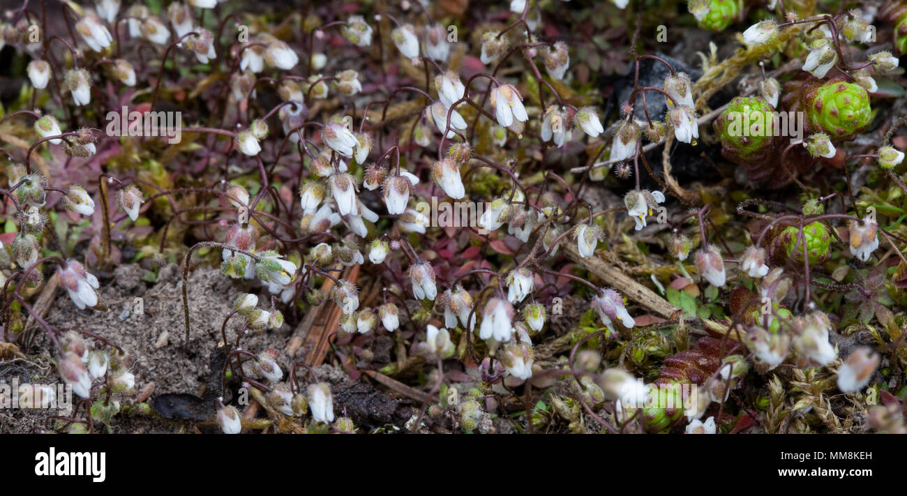 Spring draba growth (Draba verna) Stock Photo