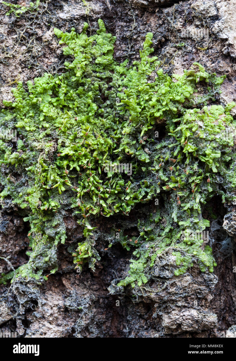 Flat-leaved scalewort growth on aspen (Radula complanata) Stock Photo
