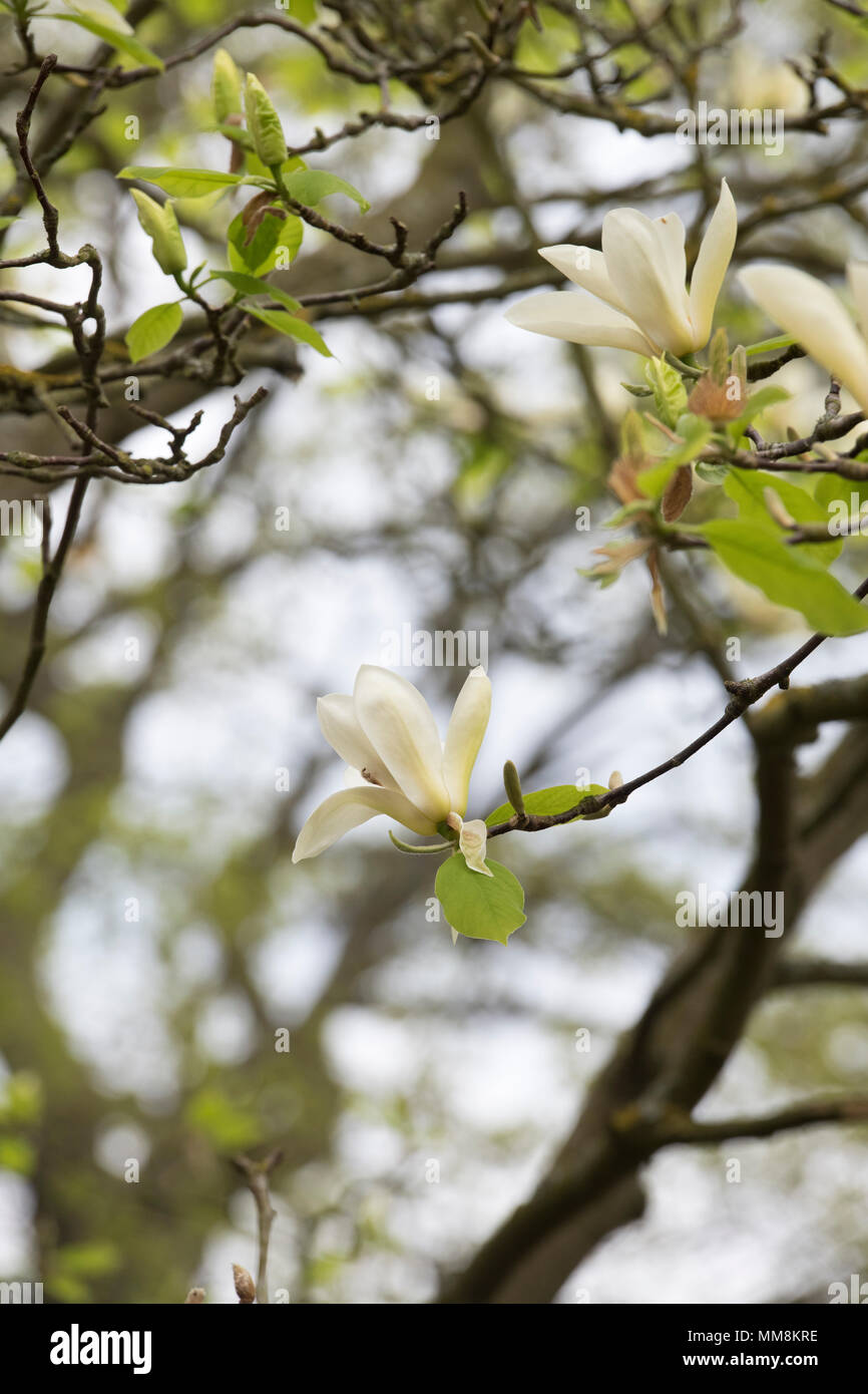 Magnolia ‘Yellow fever’ tree flowers and buds in spring. UK Stock Photo