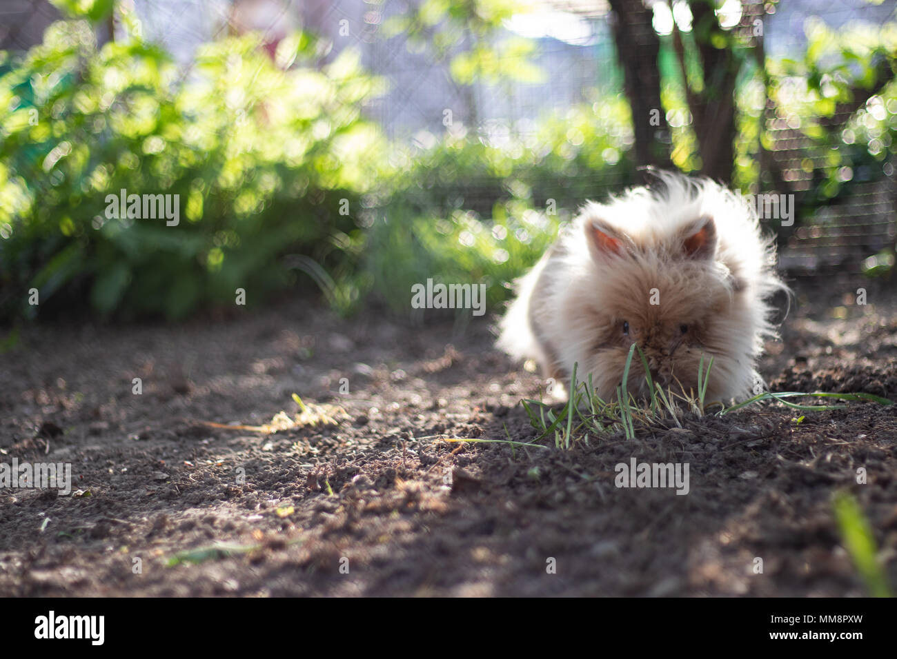 Dwarf rabbit Stock Photo