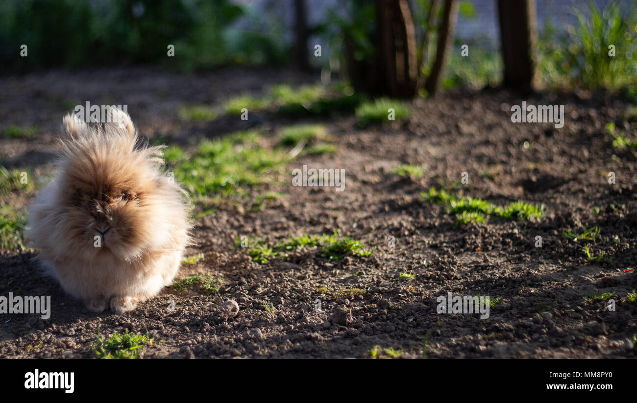 Dwarf rabbit Stock Photo