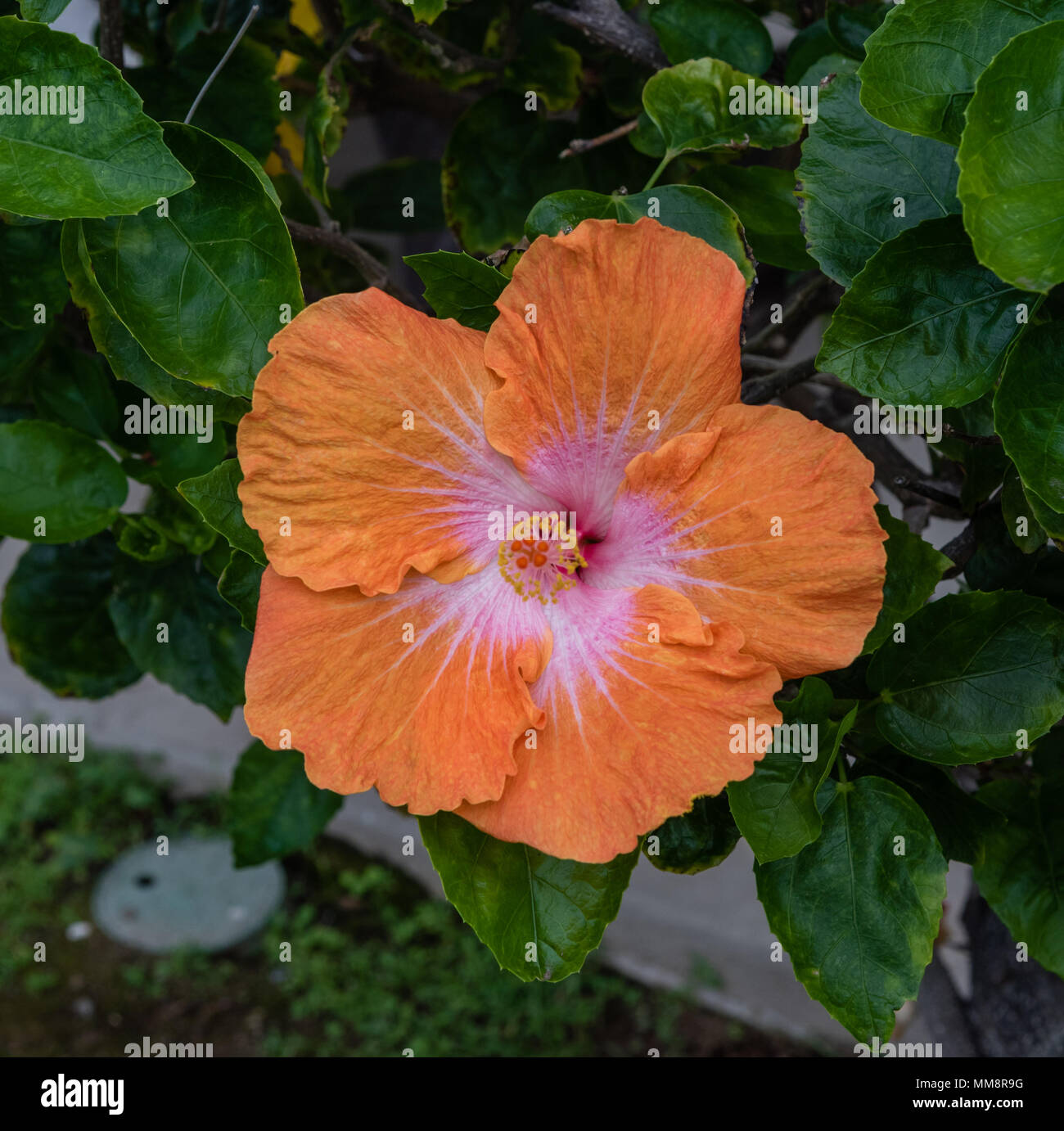 Orange hibiscus flower on the Big Island of Hawaii Stock Photo - Alamy 