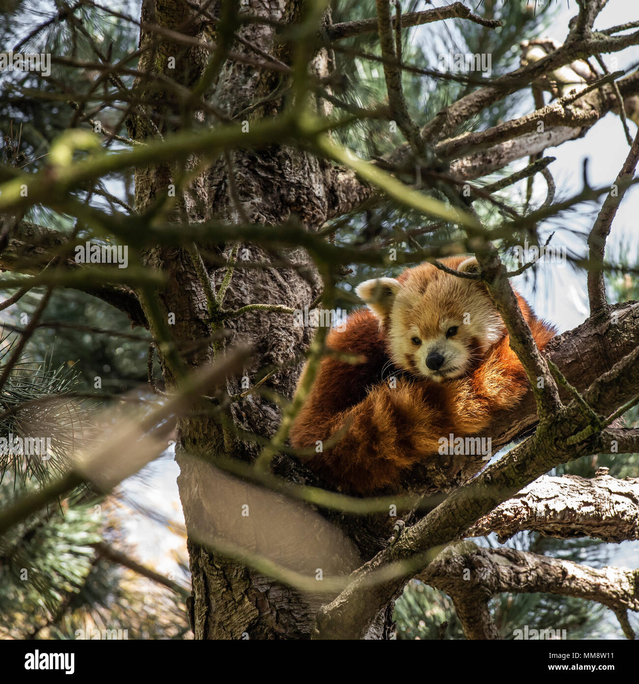 The Red Panda or also known as the Red Cat-Bear. Slightly larger than domestic cats it is mosty found in the Eastern Himalaya's Stock Photo