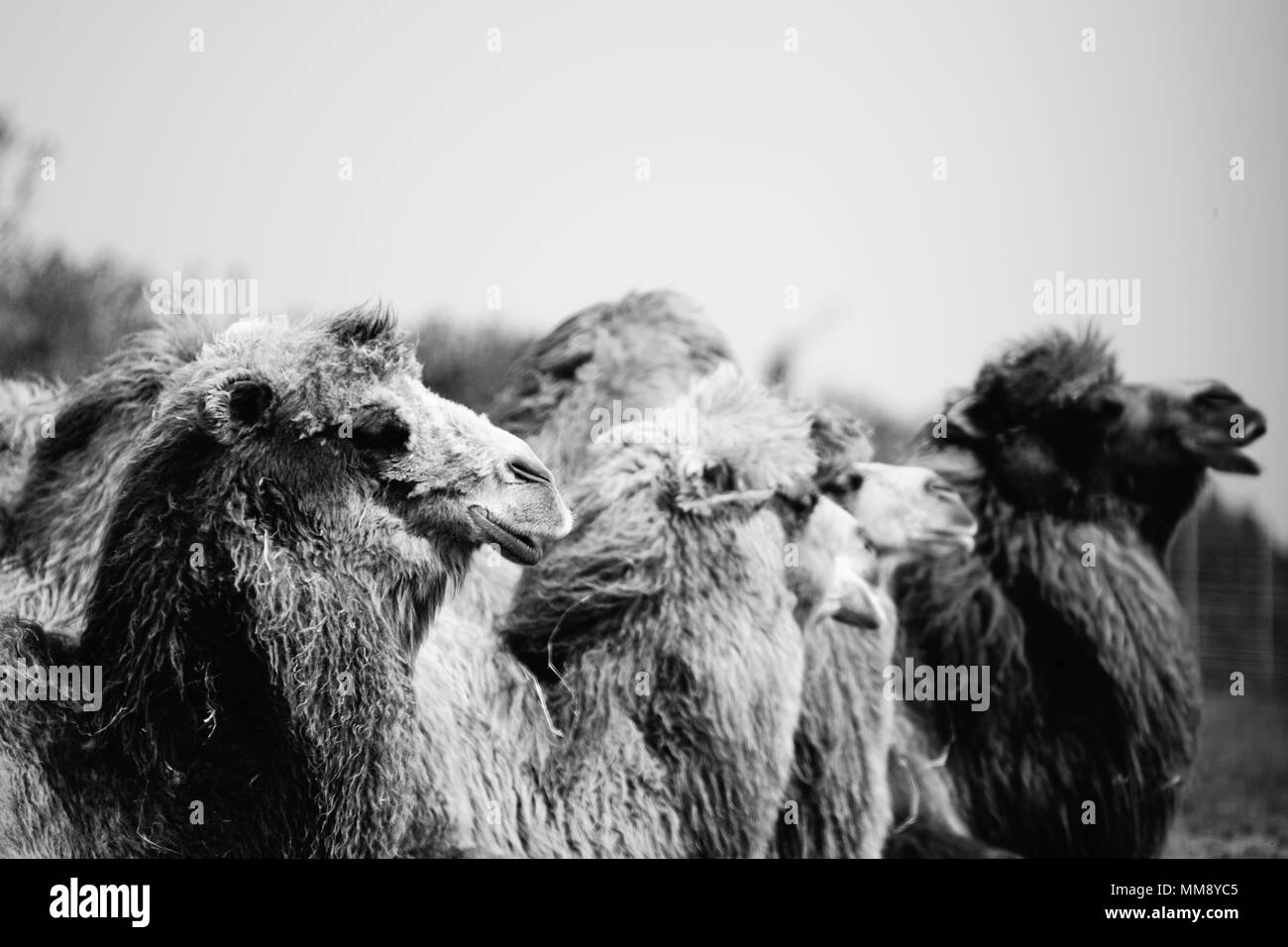Wild animals, in there natural environment, Stock Photo