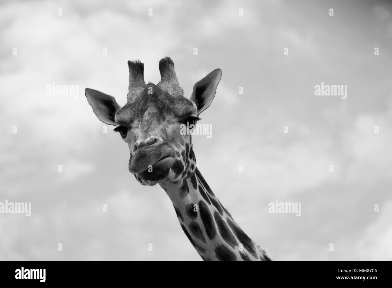 Wild animals, in there natural environment, Stock Photo
