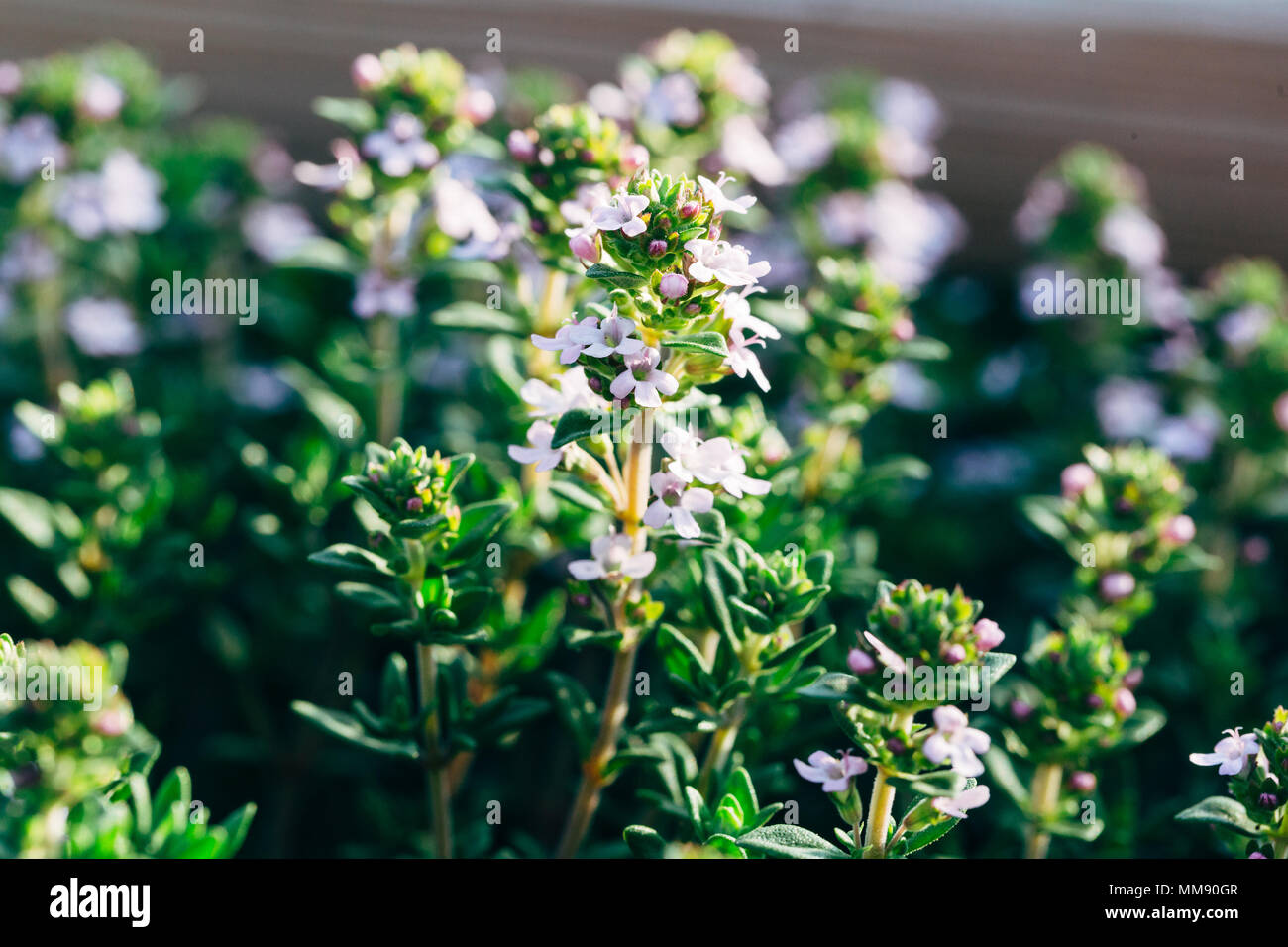 Blooming thyme hires stock photography and images Alamy
