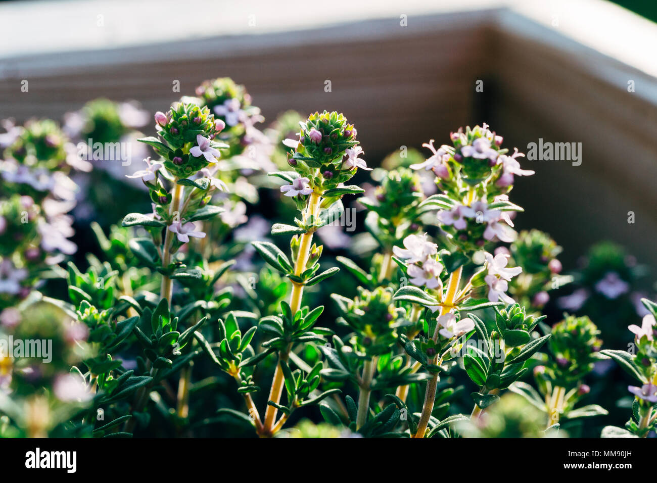 Closeup of blooming thyme herbs Stock Photo